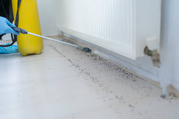 Insect Control in Eagle Point, OR